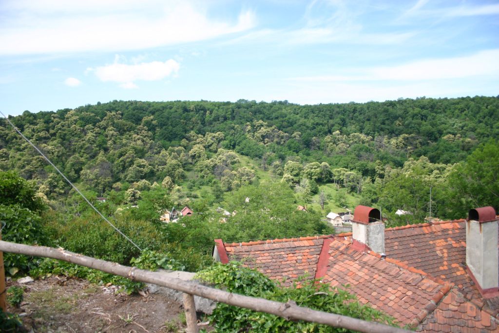 Fotogaléria Gaštan jedlý 2 (14) Gaštan jedlý 2