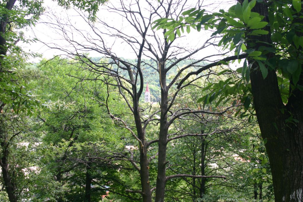 Fotogaléria Gaštan jedlý 3 (13) Gaštan jedlý 3